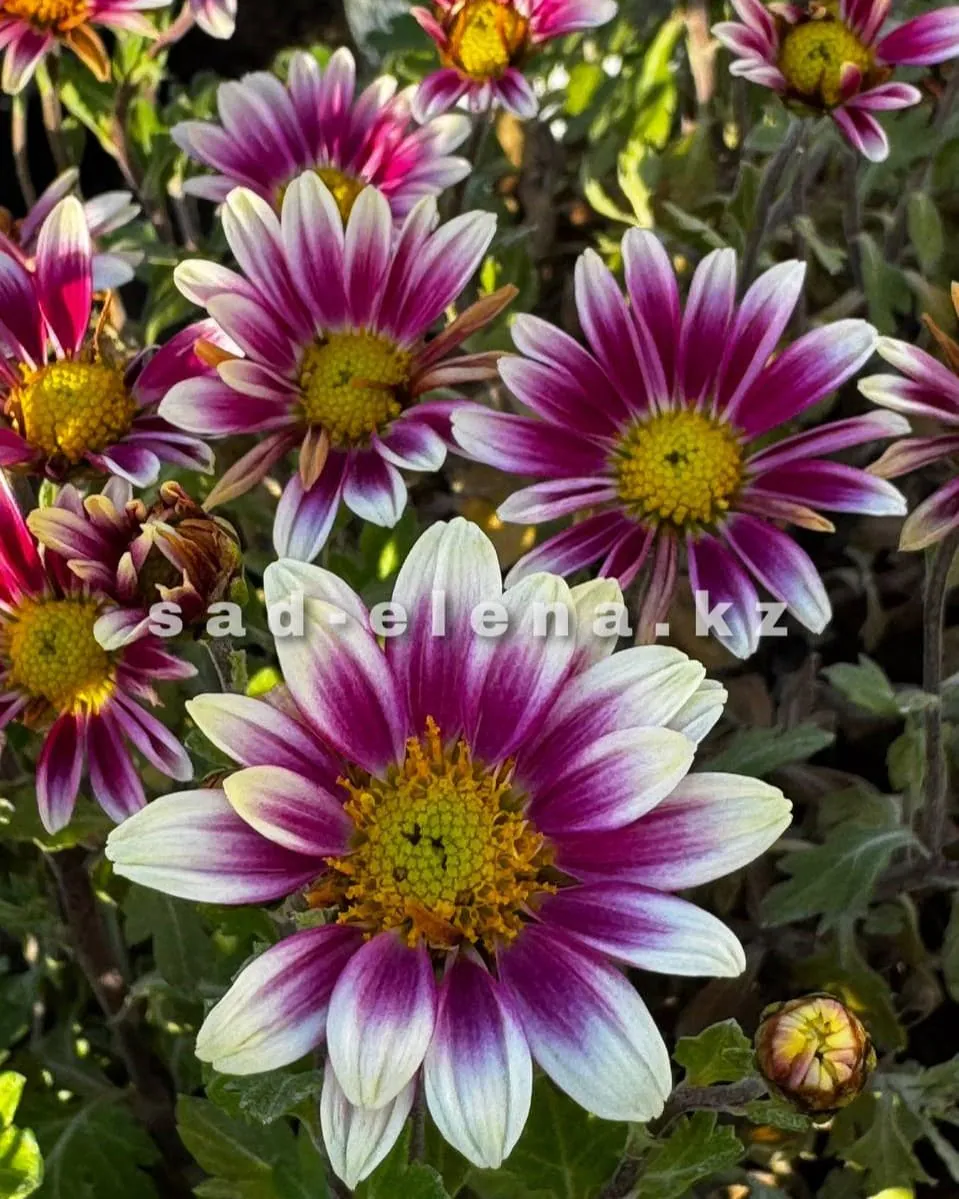 №0184. Picto Violet Blanc
