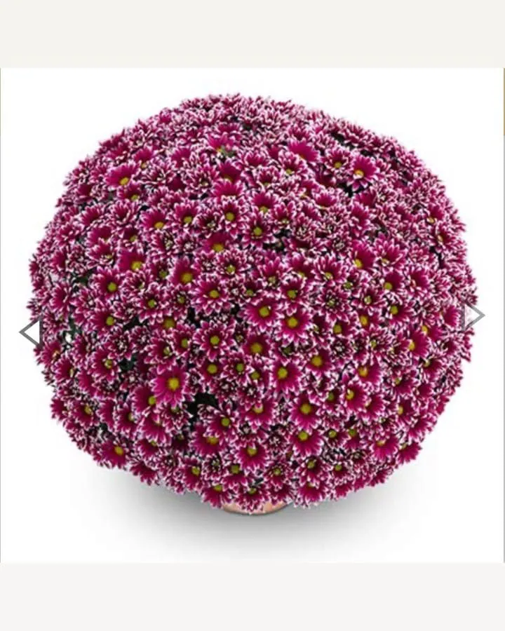 №0185. Salto Violet Blanc