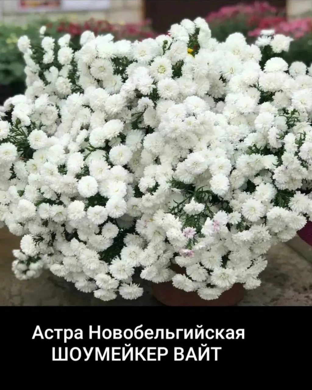 №25. Showmaker White