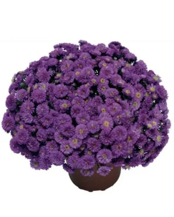 №30. Henry Purple