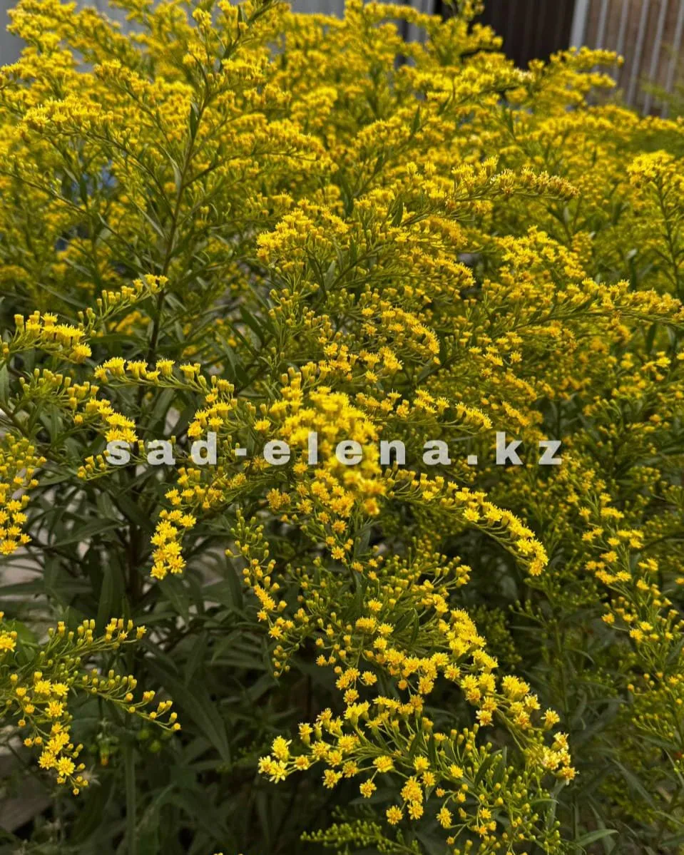 №31. Solidago Goldenmosa (Гибридный)