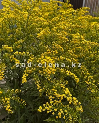 №31. Solidago Goldenmosa (Гибридный)