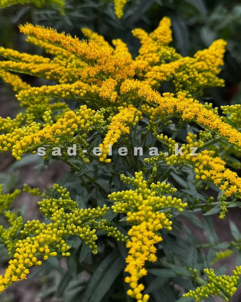 №32. Solidago Goiden Dwarf (Гибридный)