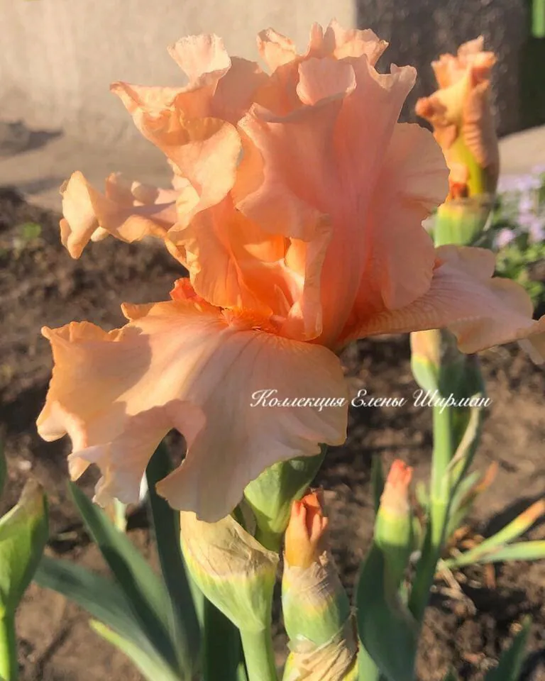 №26. Buisson De Roses