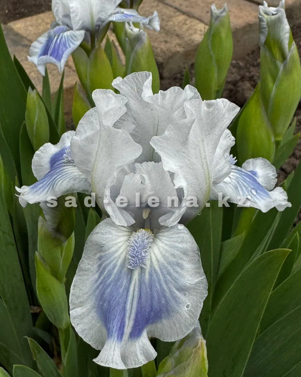 №041. Big Blue Eyes