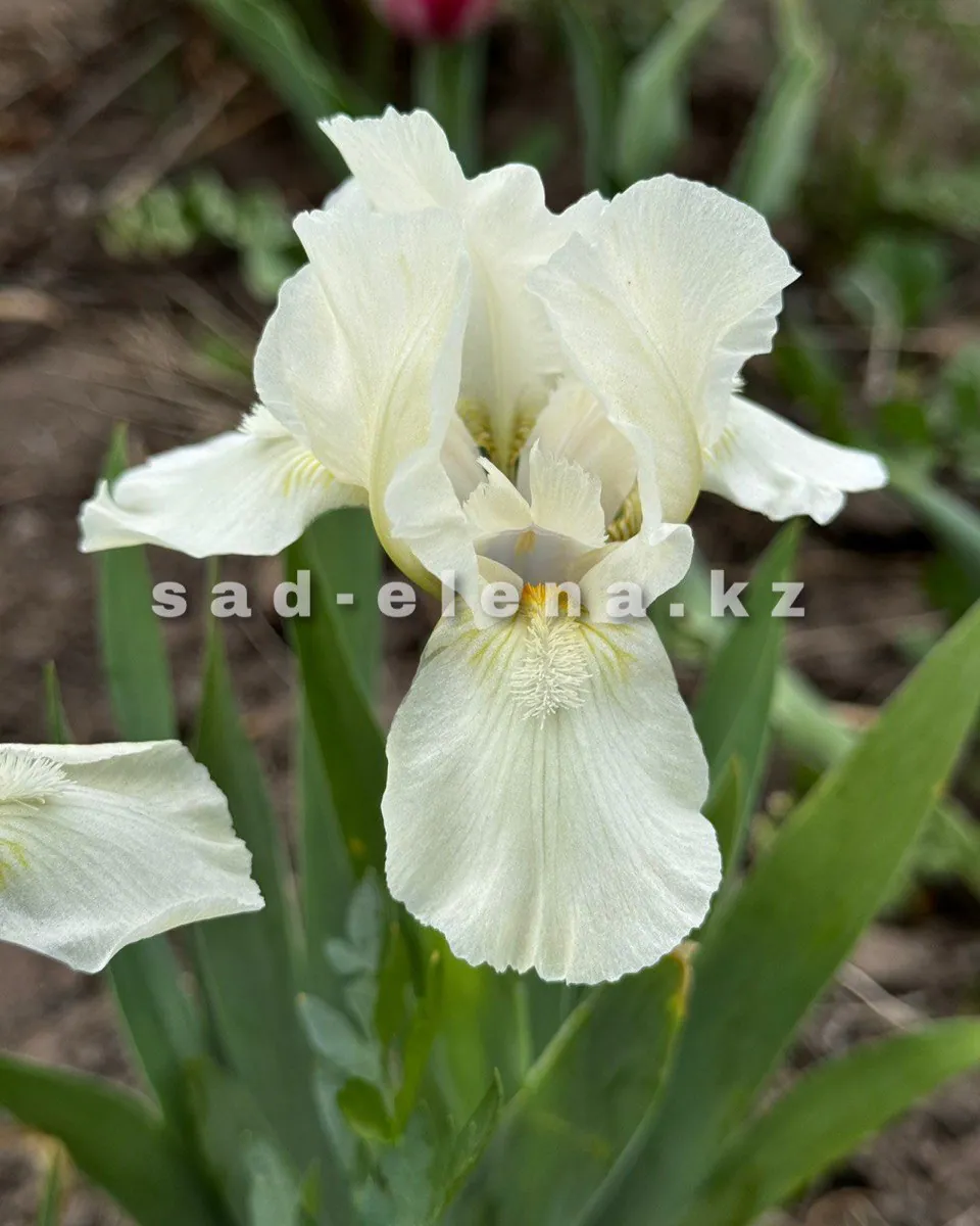 №044. Pure Allure