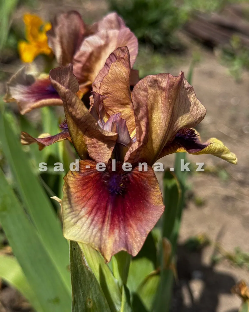 №045. Cimmaron Rose
