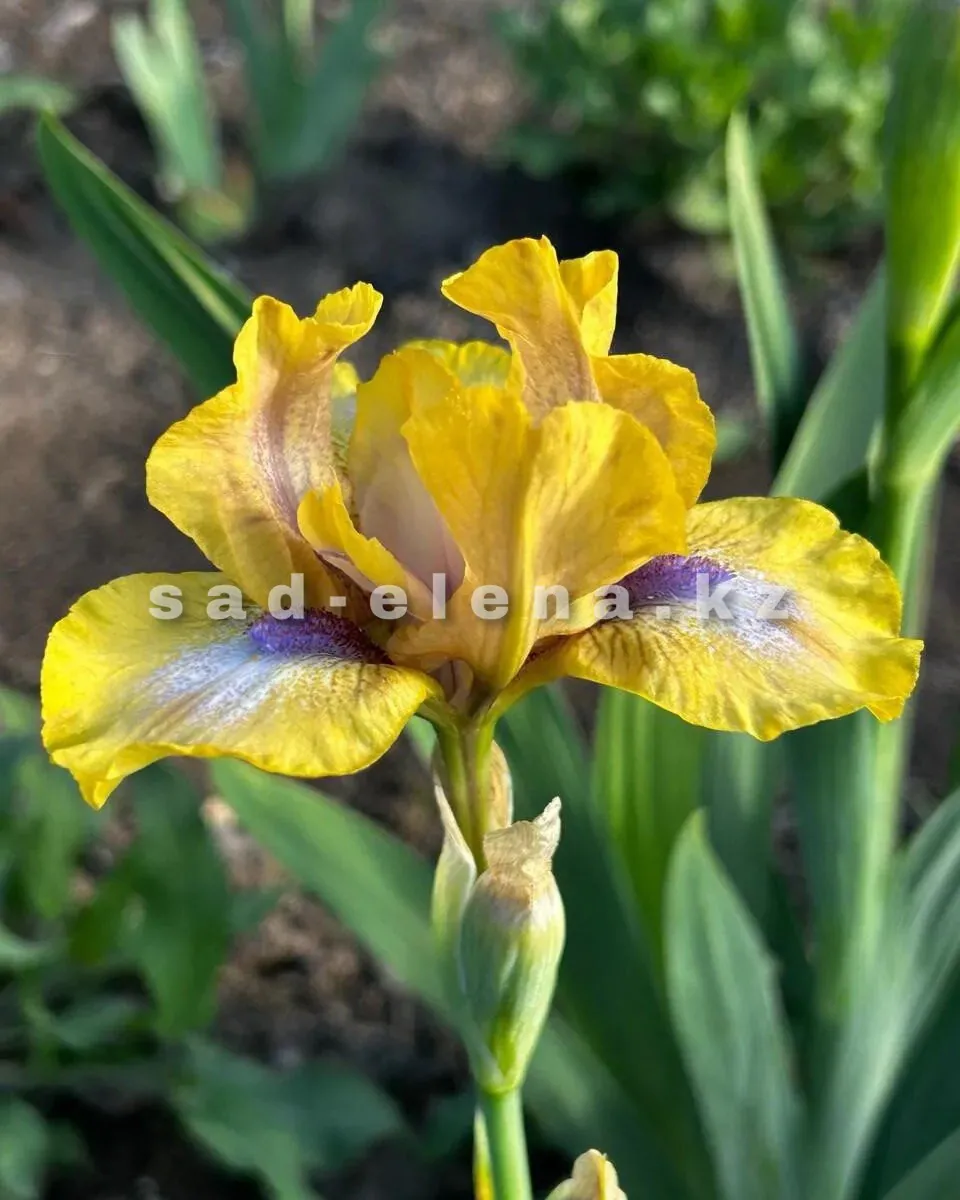 №050. Chargold