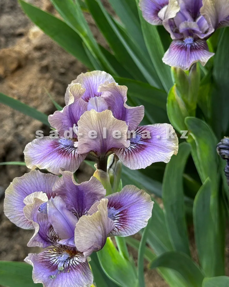 №067.