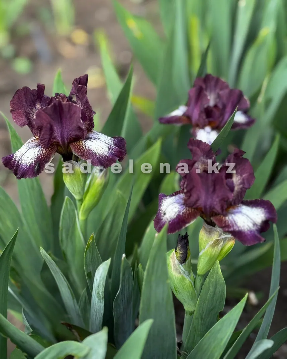 №068. Bordeaux Pearl