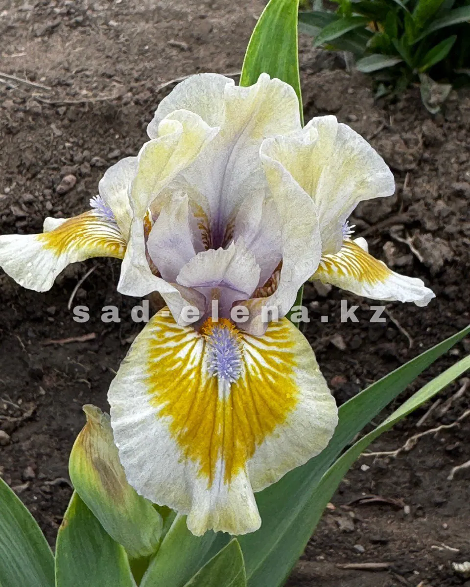 №072. Заросший Пруд
