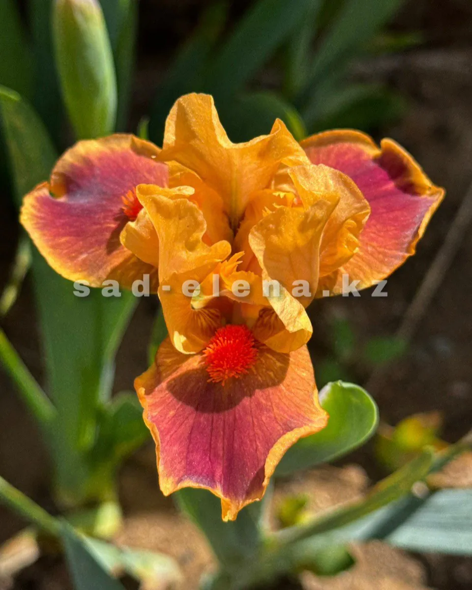 №081. Color Brind