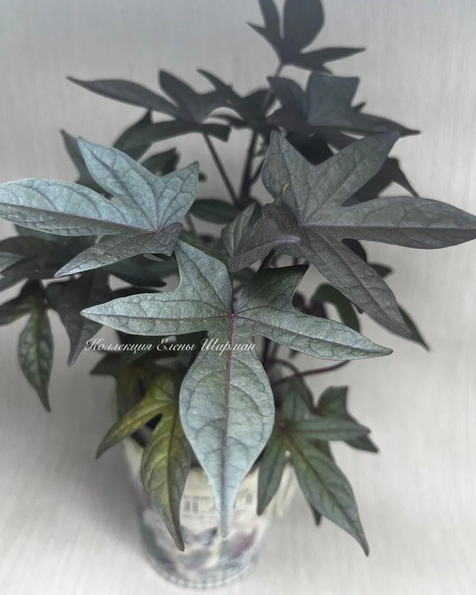 №2. Sweet Caroline Purple