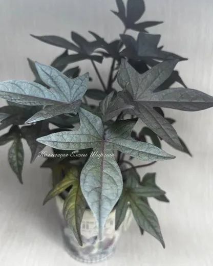 №2. Sweet Caroline Purple