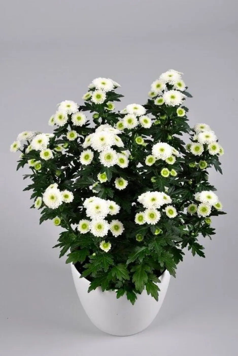 №225. Santini Calimero Snow