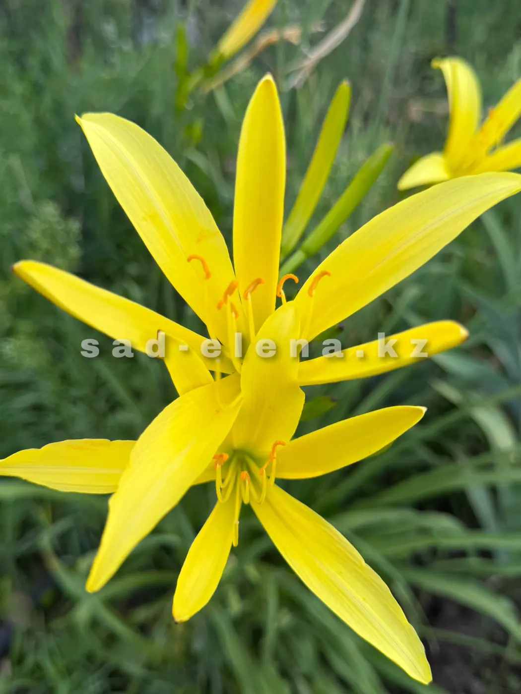 №56. Hemerocallis citrina Baroni