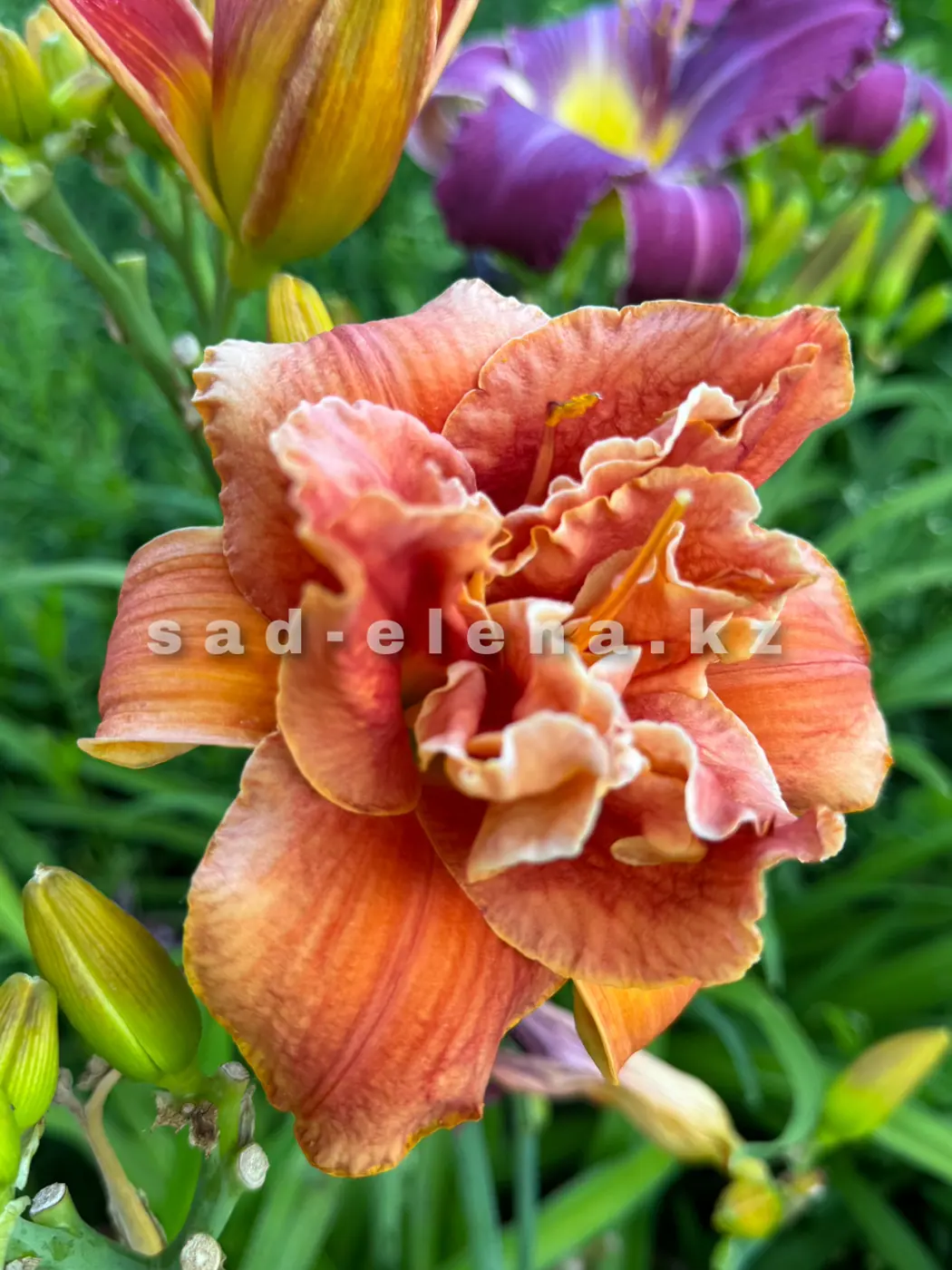 №58. DOUBLE ORANGE ANGEEL