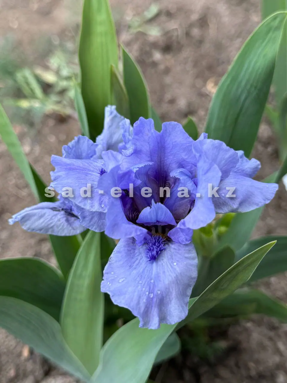 №088. Bedford Lilac