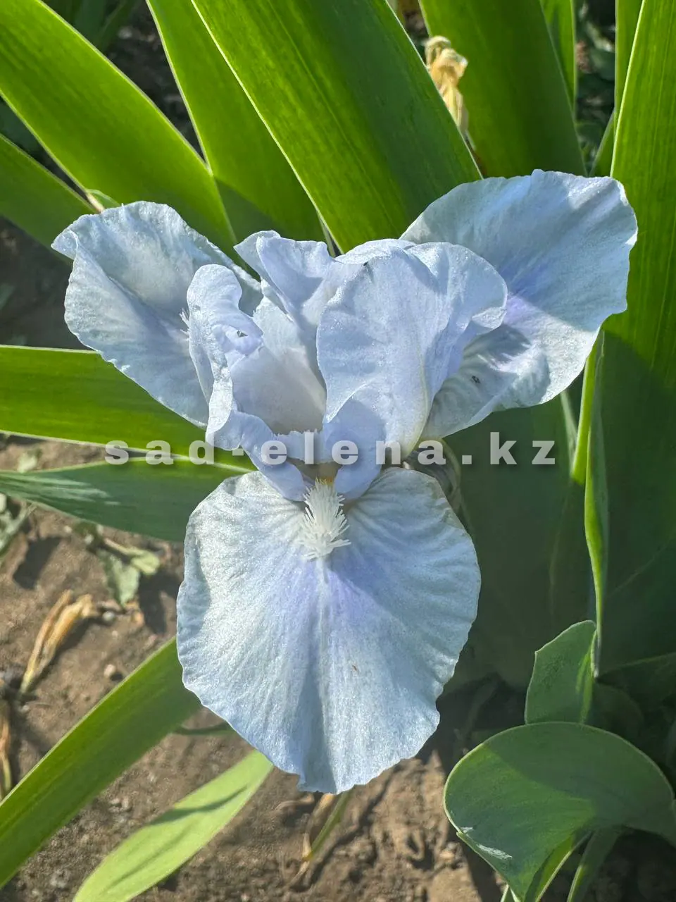 №091. Blues