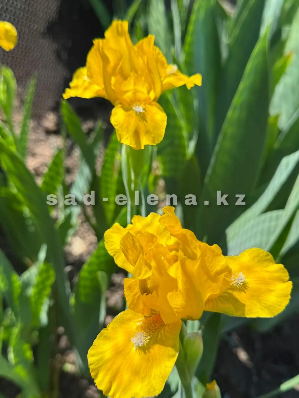 №014. Cache of Gold
