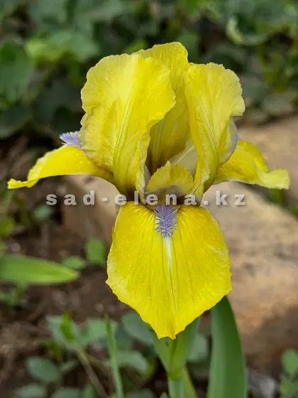 №015. Lemon Flare