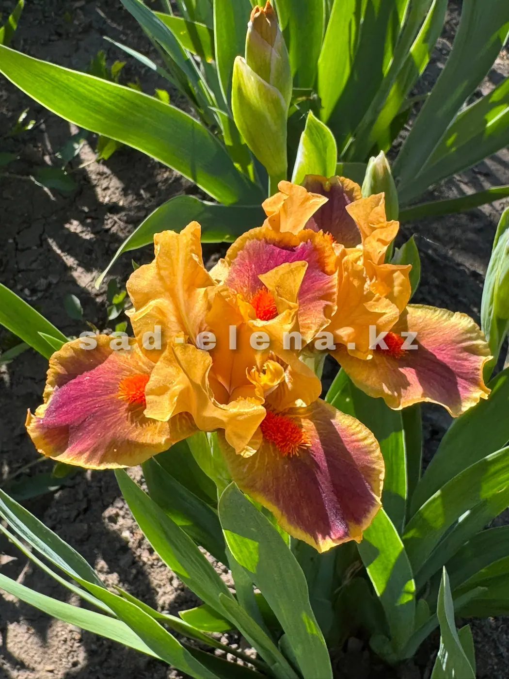№081. Color Brind