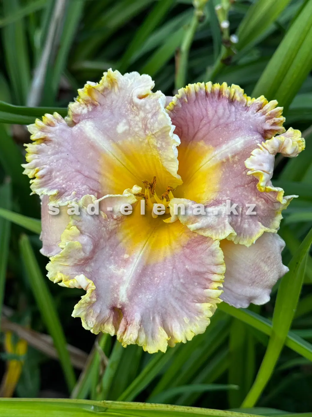 №44. Orchid Gilded Ruffles