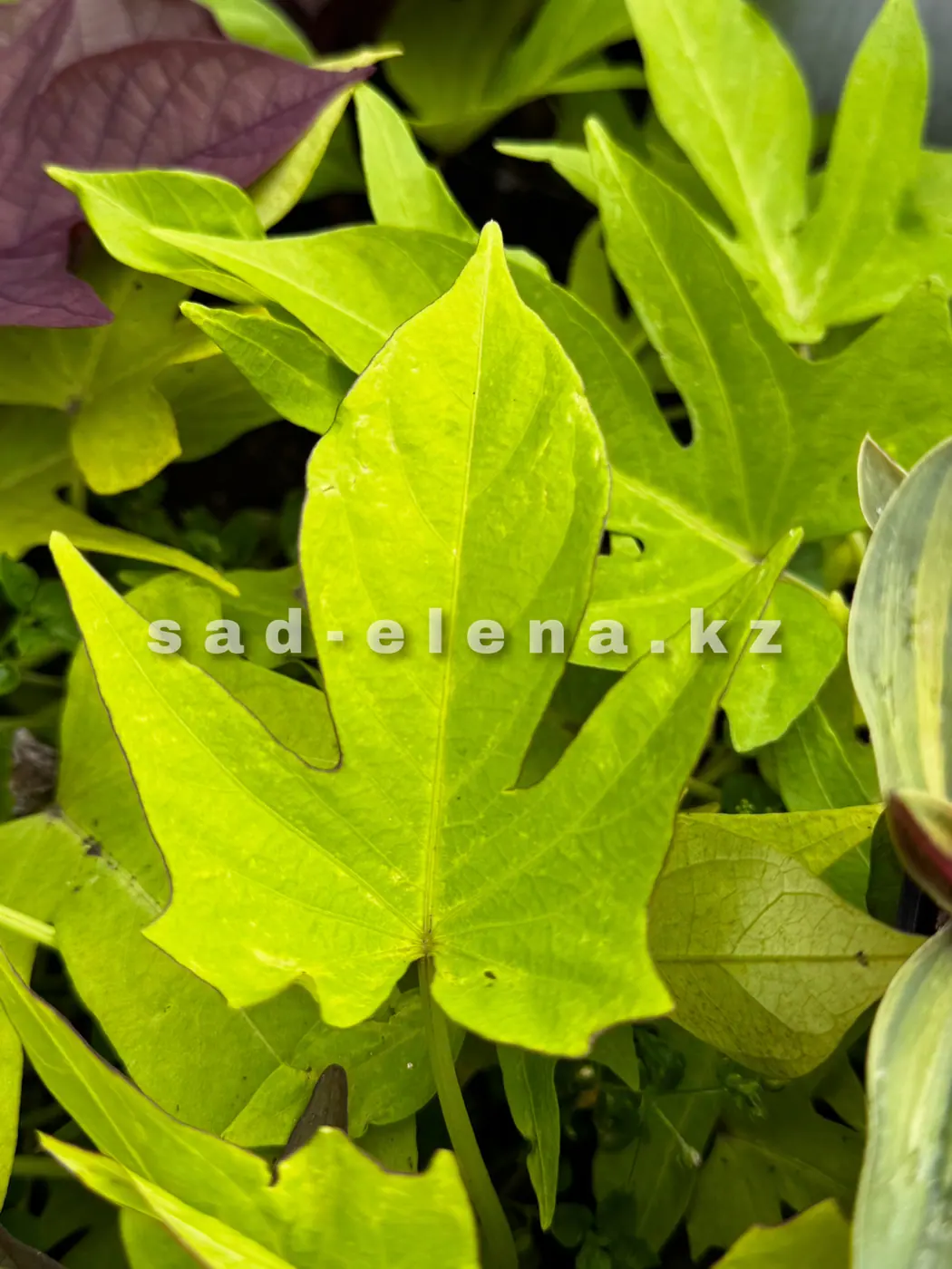 №7. Sweet Caroline Light Green
