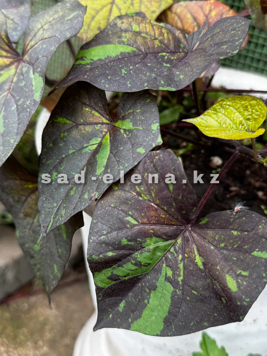 №10. Kelli Ray