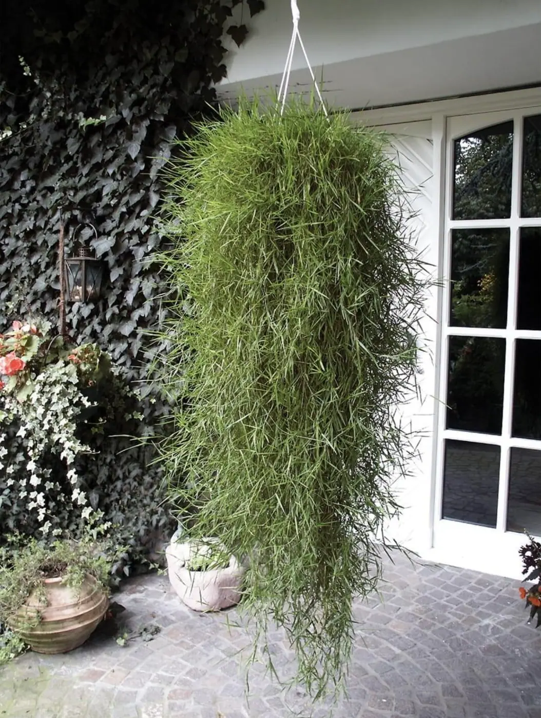 №23. Агростис Green Twist — ампельный бамбук