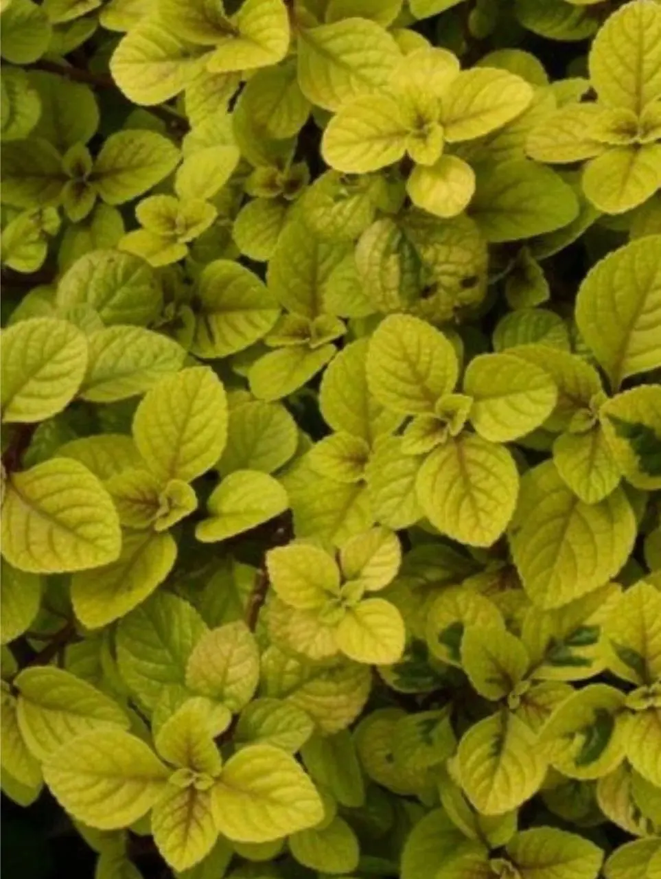 №27. Плектрантус Easy Gold