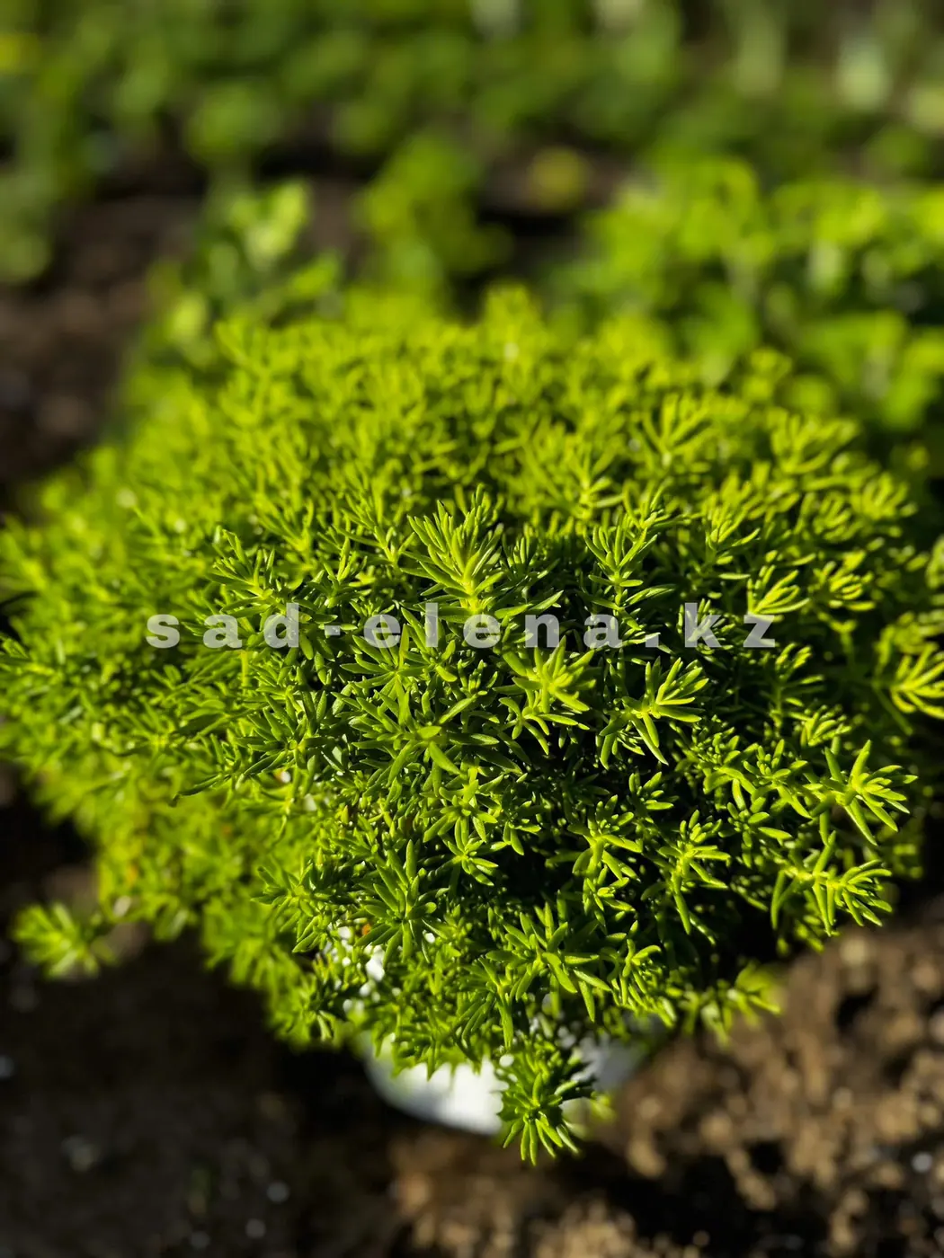 №24. Sedum ‘Lemon Ball’