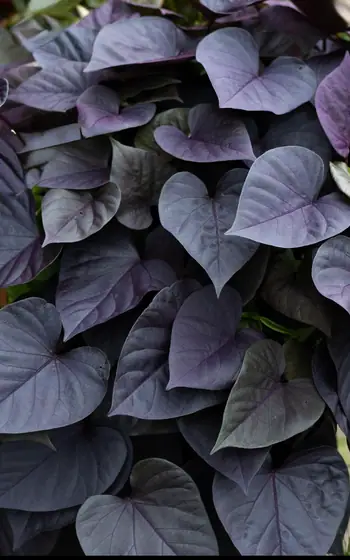 №12. Sweet Georgia Purple Heart