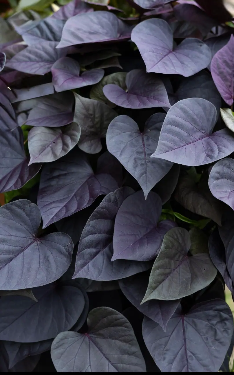 №12. Sweet Georgia Purple Heart