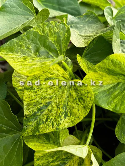 №13. Sweet Georgia Splash Green