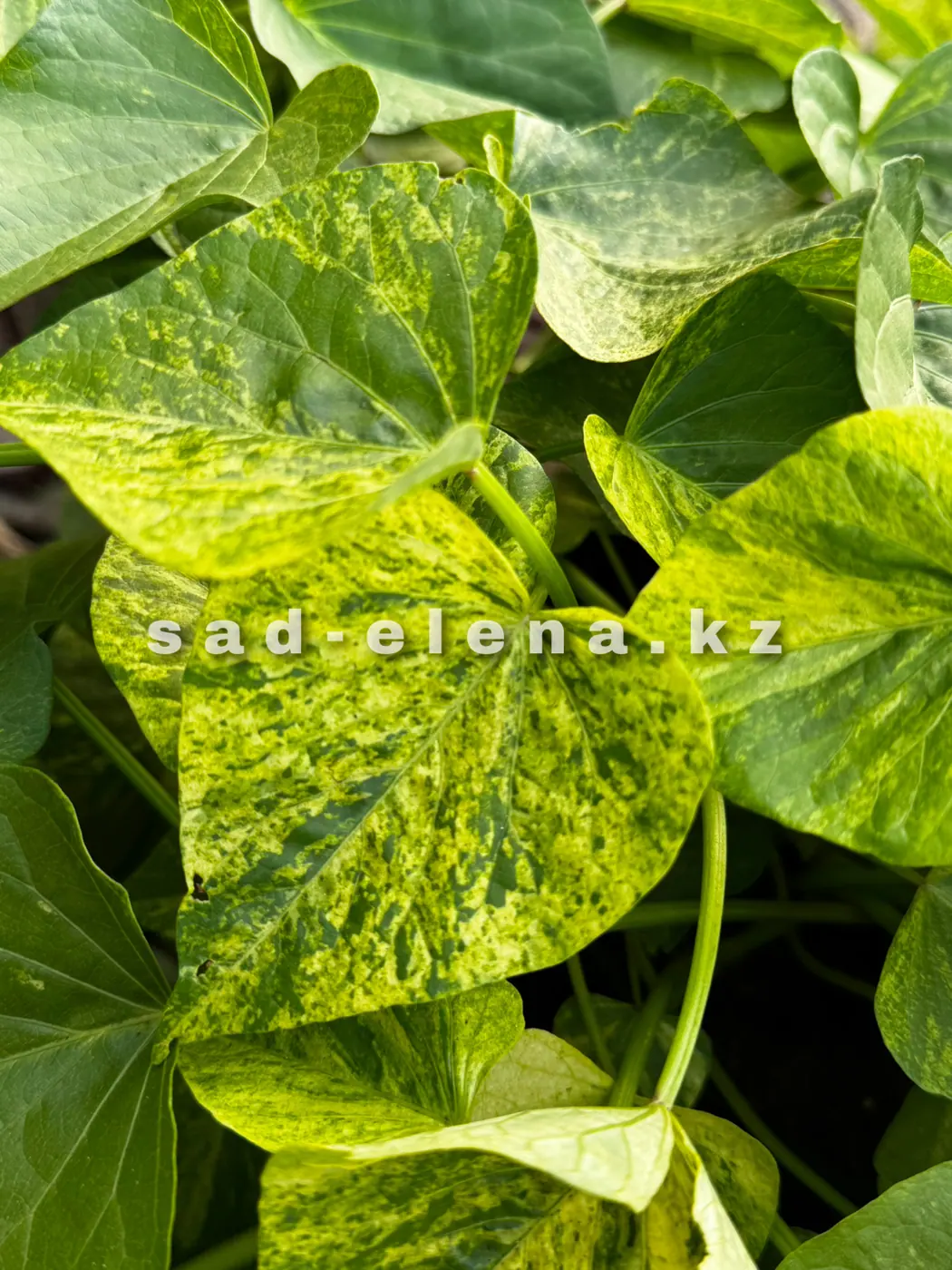 №13. Sweet Georgia Splash Green