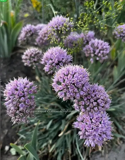 №32. Allium spirale
