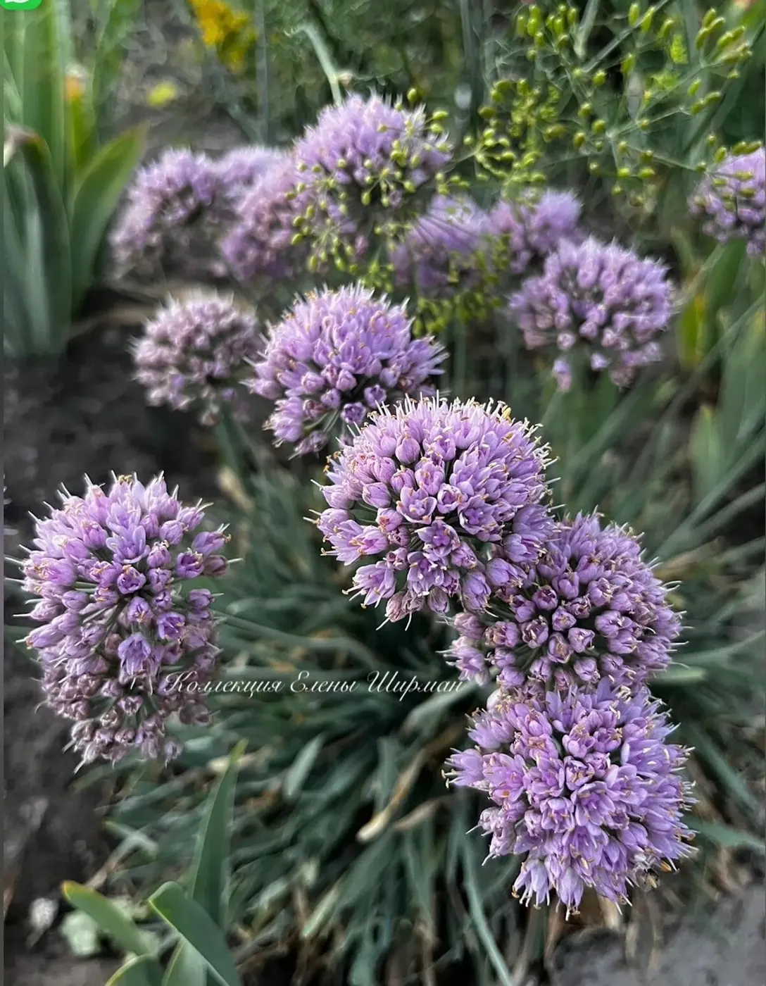 №32. Allium spirale