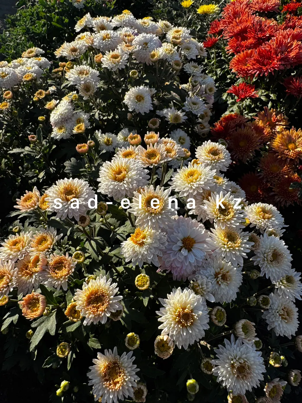 №29. Бело-розовая