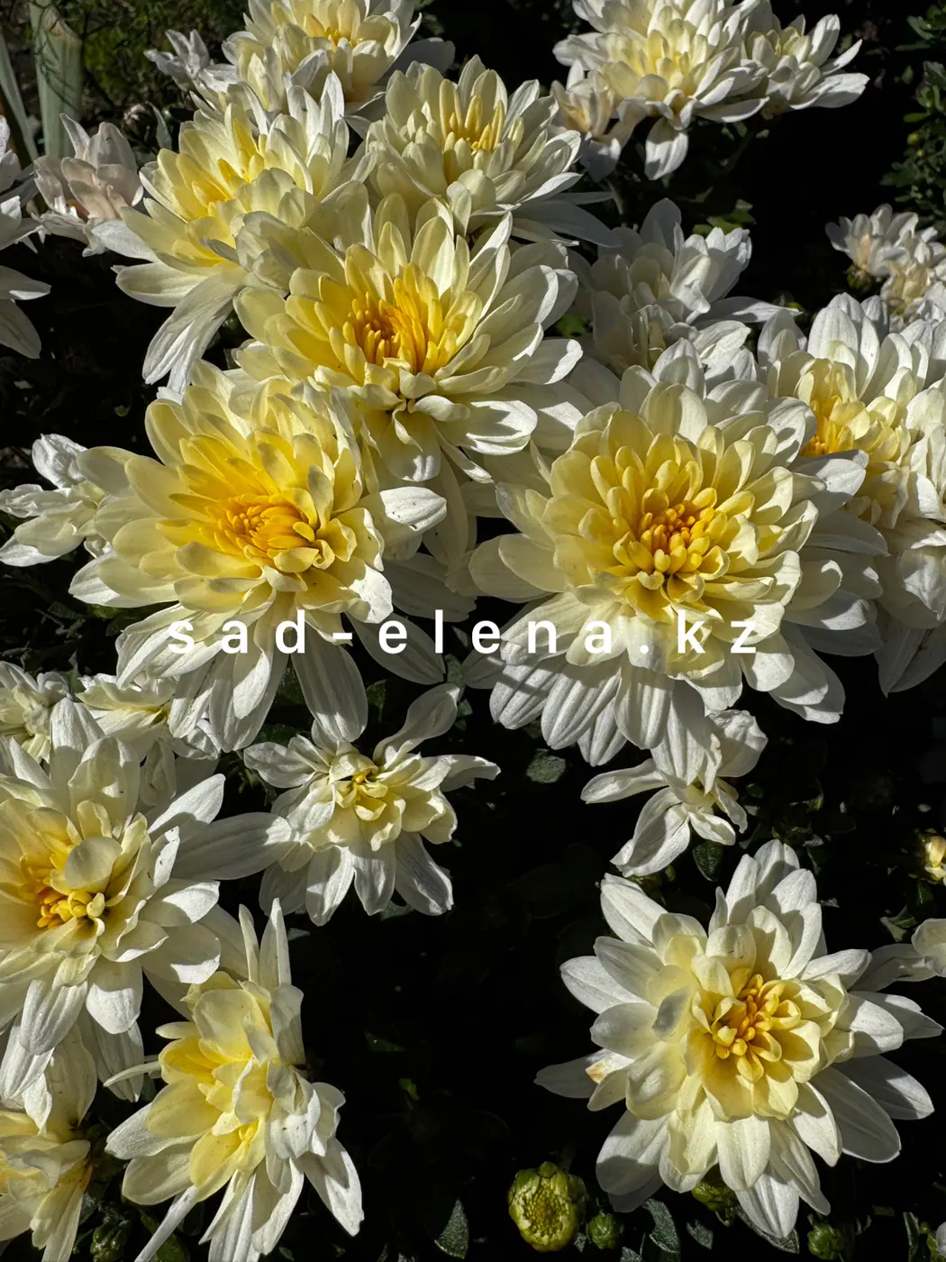№0167. Fonti White
