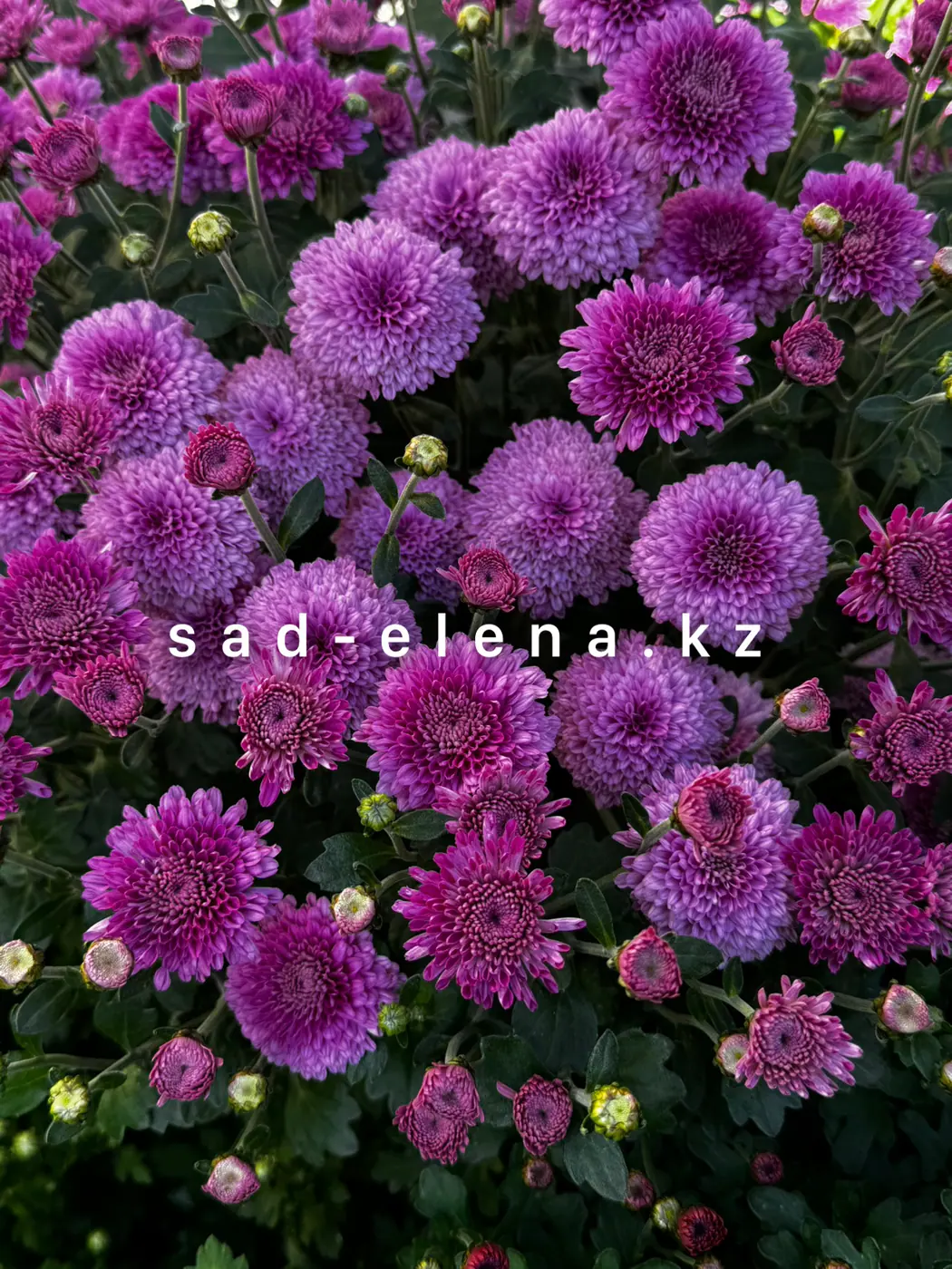 №014. Маргарита