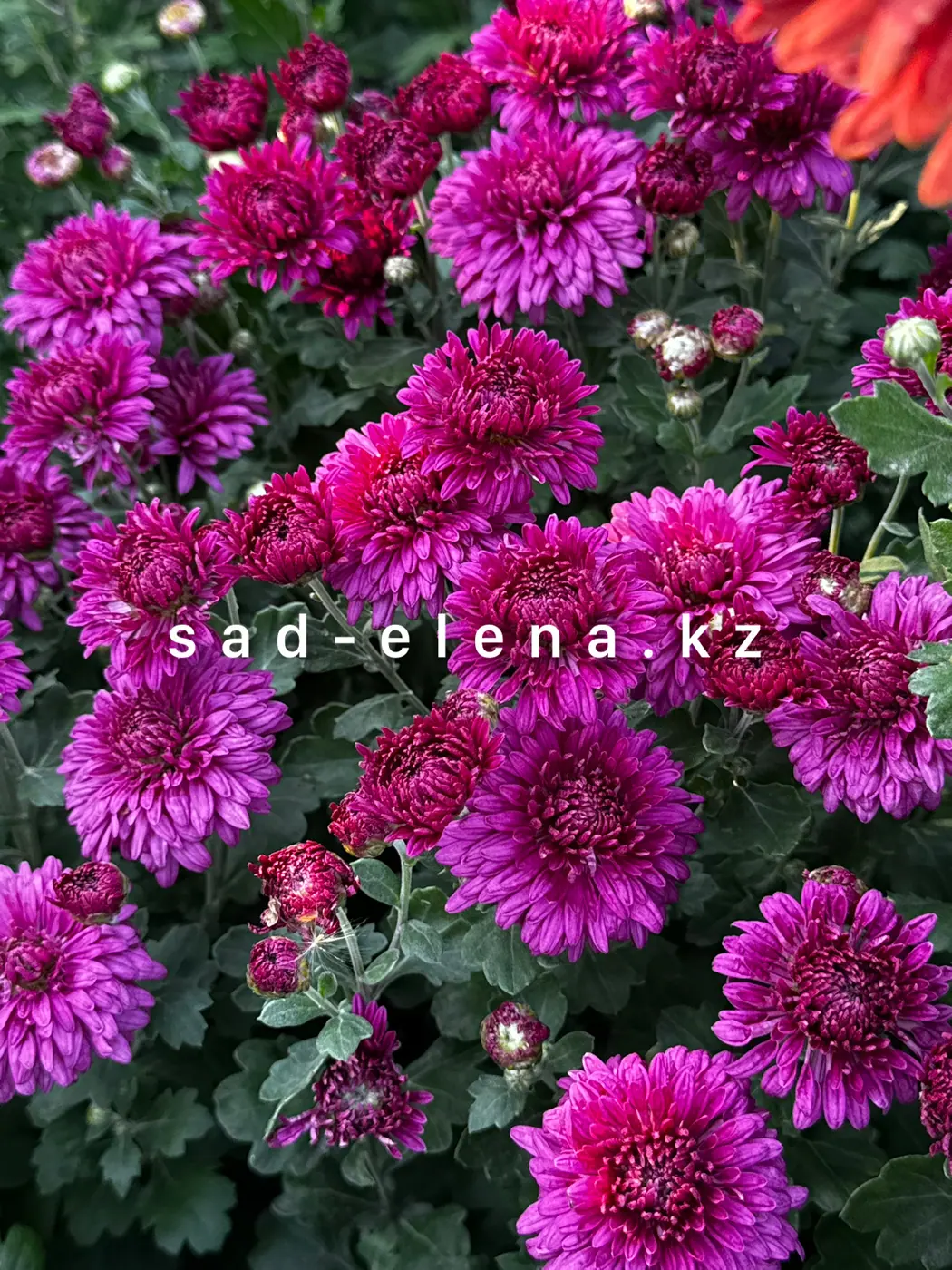 №80. Кавказская полонянка