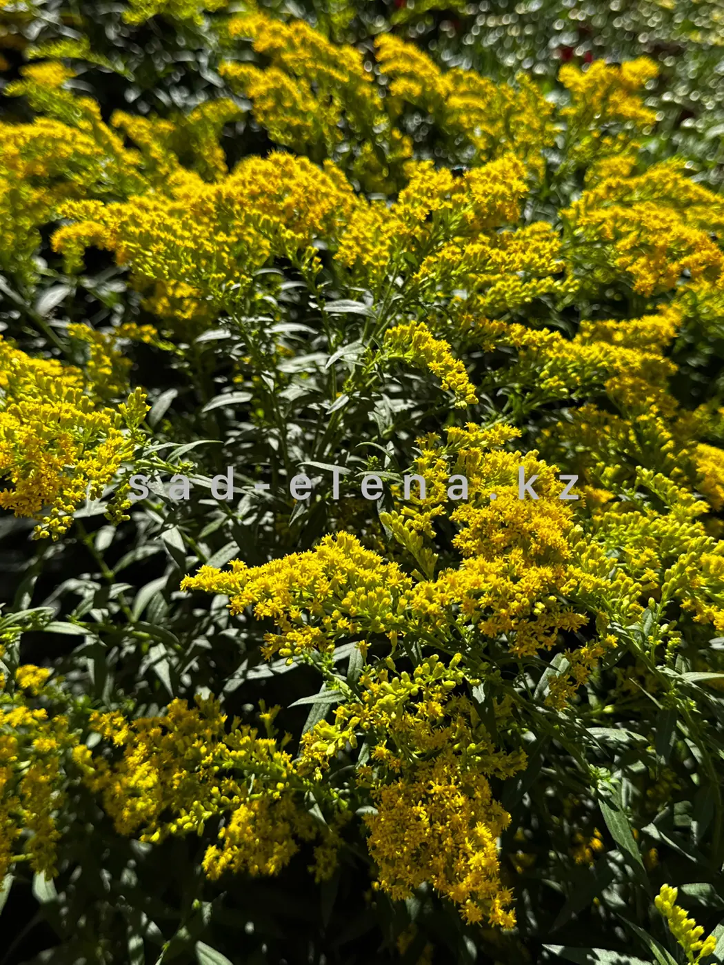 №33. Solidago  (Гибридный)