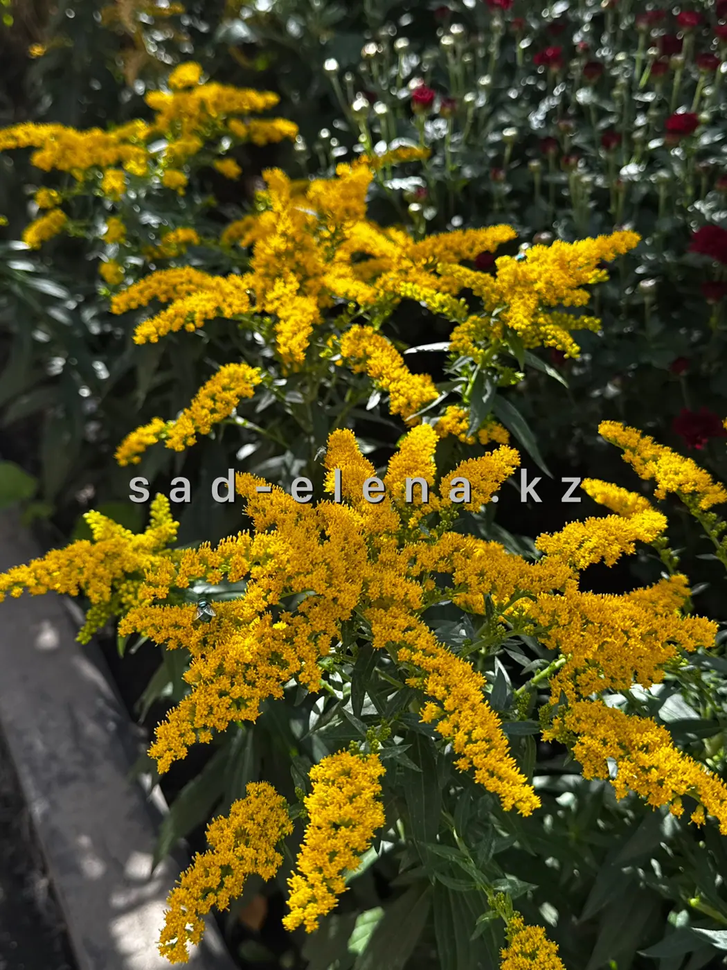 №32. Solidago Goiden Dwarf (Гибридный)