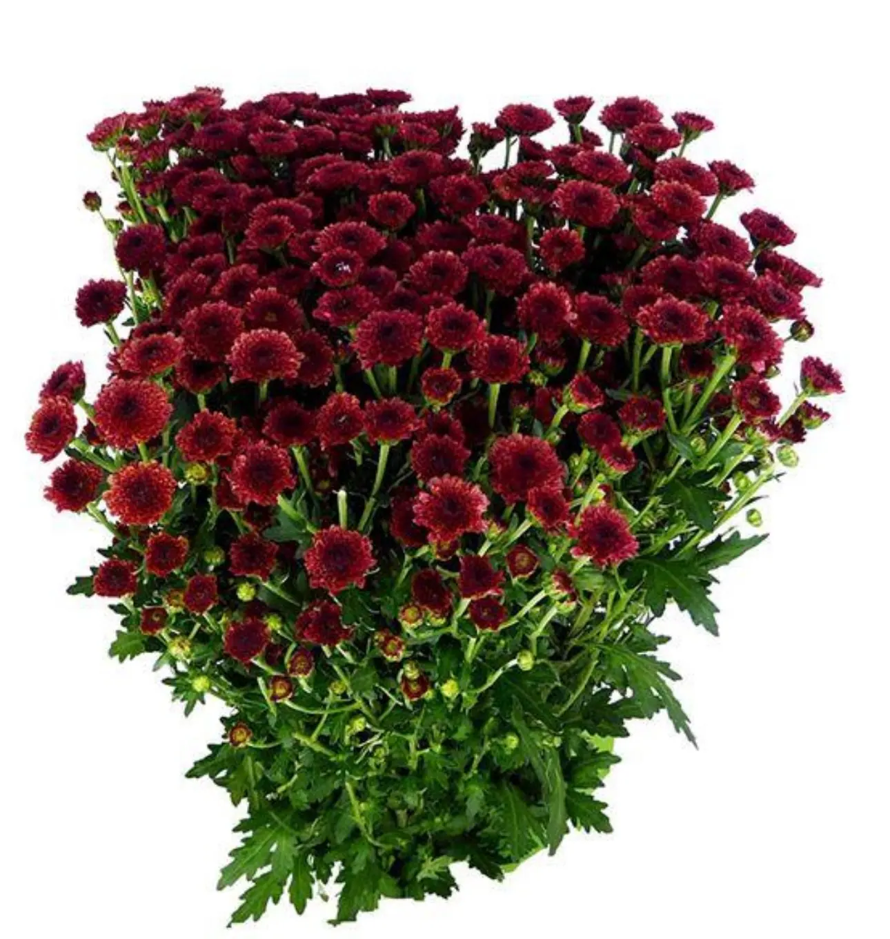 №226. Santini Calimero Red