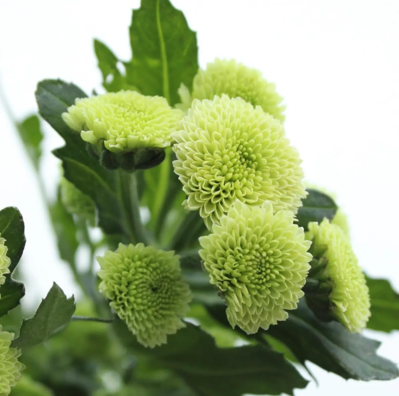 №227. Santini Calimero Green
