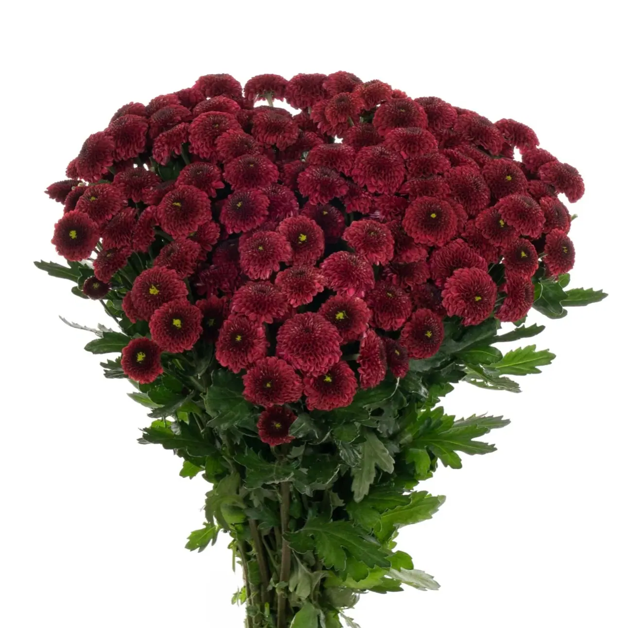 №232. Santini Purpeta Red