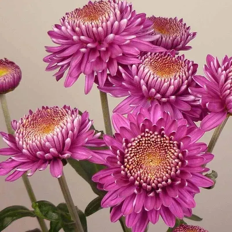 №234. Margaret Purple