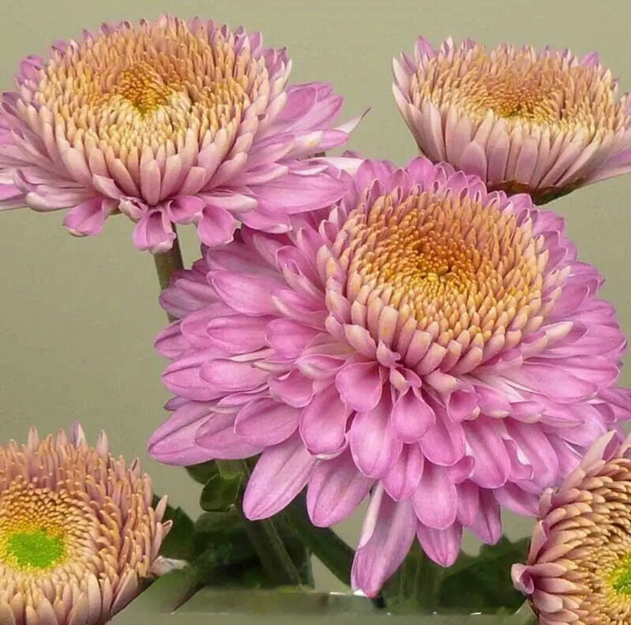 №239. Margaret Pink