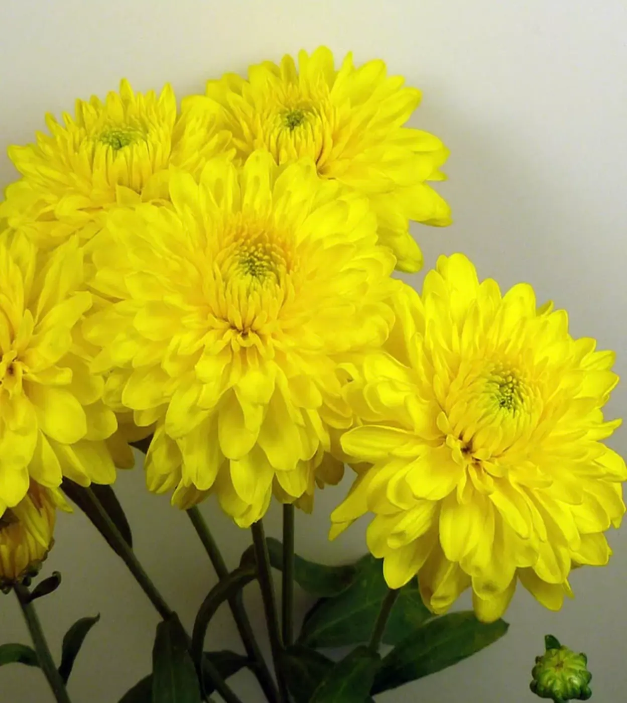 №240. Lillian Hoek Yellow